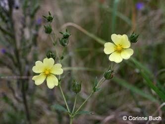 Potentilla_recta_WeitmarHoltbruegge_CB22.jpg