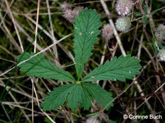 Potentilla_recta_WeitmarHoltbruegge_CB23.jpg