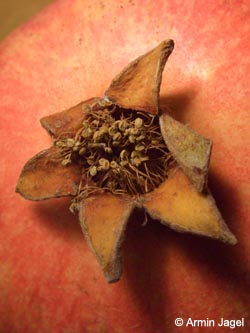 Punica_granatum_BO_ja02.jpg