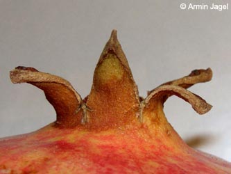 Punica_granatum_BO_ja03.jpg