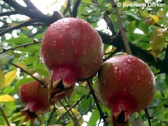 Punica_granatum_Berkley_ED01.jpg