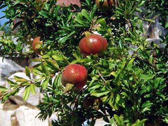 Punica_granatum_Milet18_ja01.jpg