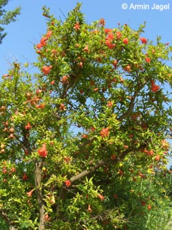 Punica_granatum_Nana_BGB090807_ja02.jpg
