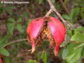 Punica_granatum_ho03.jpg