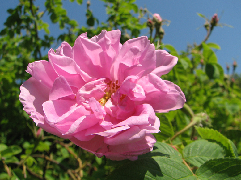 Rosa_damascena_Trigintipetala_280512_Mainau_VD01.jpg