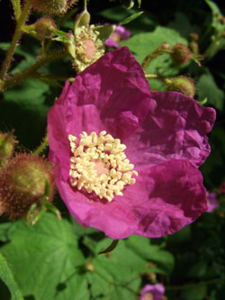 Rubus_odoratus_110606_ja01.jpg