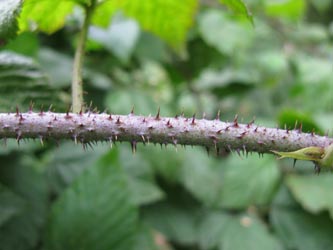 Rubus_pseudidaeus_HERResserWaeldchen060909_ja03.jpg