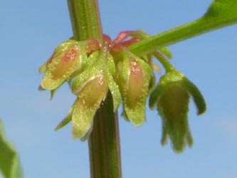 Rumex_conglomeratus_BO260606_ja02.jpg