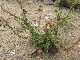 Rumex_conglomeratus_DURhein040812_ja01.jpg