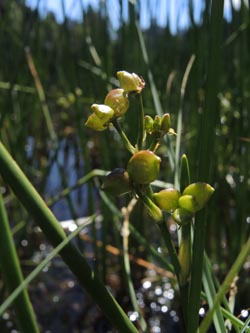 Scheuchzeria_palustris_220614_ja03.jpg