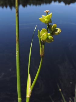 Scheuchzeria_palustris_220614_ja08.jpg