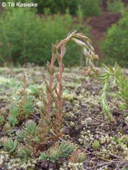 Sedum_reflexum_Dachsbusch_070612_TK70.jpg