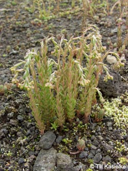 Sedum_reflexum_Dachsbusch_070612_TK71.jpg