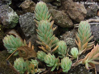 Sedum_reflexum_Dachsbusch_Mosel2009_130809_TK01.jpg