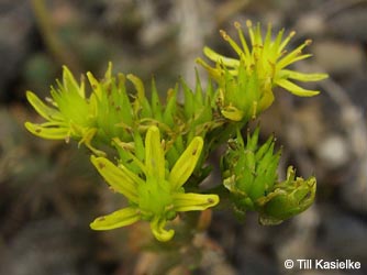 Sedum_reflexum_Dachsbusch_Mosel2009_130809_TK03.jpg
