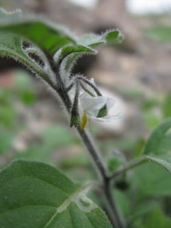 Solanum_villosum_Krefeld170911_ja00.jpg