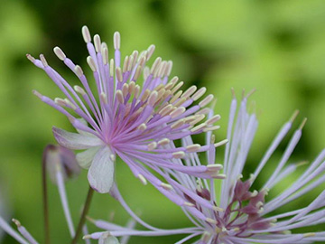 Thalictrum_aquilegifolium_ho01.jpg