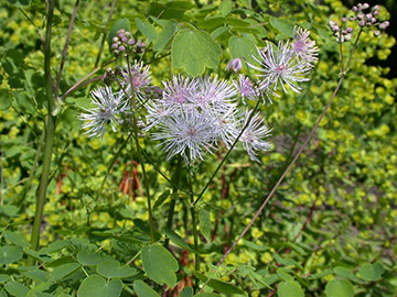 Thalictrum_aquilegifolium_ho02.jpg