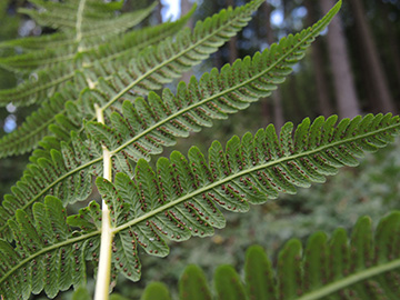 Thelypteris_limbosperma_Ennepetal_Peddenoede_010918_ja00.jpg
