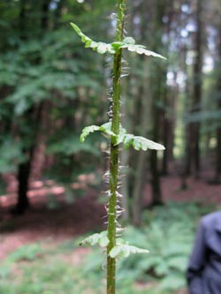 Thelypteris_limbosperma_HagenFarne_130713_ja20.jpg