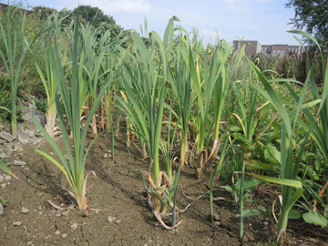 Typha_latifolia_DO-Derne_ZecheGneisenau_130816_TK%20121.jpg