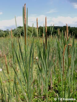 Typha_latifolia_Wtal_Eskesberg_150614_TK04.jpg