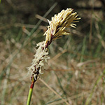 Carex ericetorum - Heidesegge