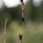 Carex guestphalica - Westfälische Segge