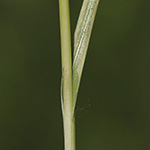 Carex hartmanii - Hartmans Segge