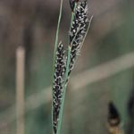 Carex hartmanii - Hartmans Segge