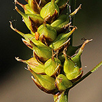 Carex hostiana - Saum-Segge