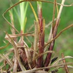 Carex montana - Berg-Segge
