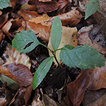Fraxinus excelsior - Gewöhnliche Esche