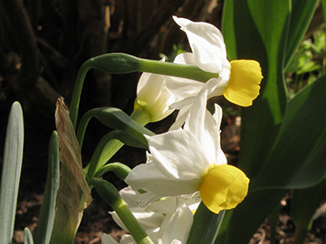 Narcissus canaliculatus