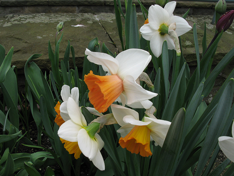 Narcissus Chormacolor