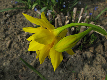 Narcissus Double Campernelli