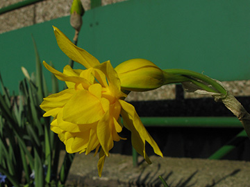 Narcissus Double Campernelli