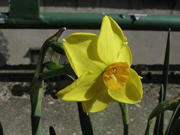 Narcissus Golden Dawn