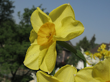 Narcissus Hoopoe