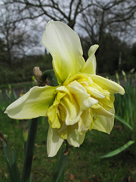 Narcissus Ide King