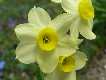 Narcissus Minnow