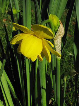Narcissus Pancrebar