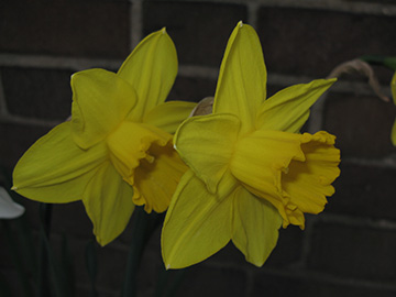 Narcissus Saint Keverne