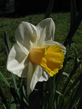Narcissus Salome
