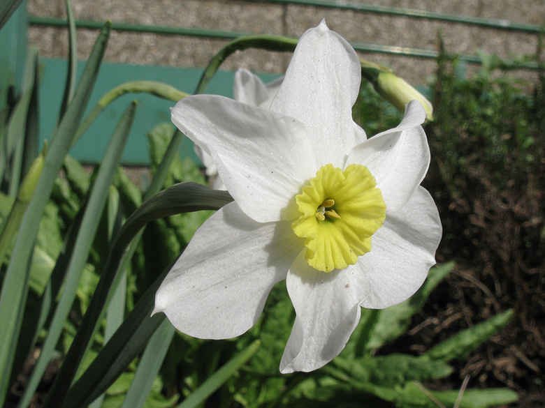Narcissus Segovia