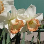 Narcissus Spring Pride