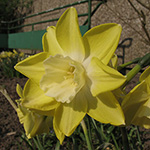 Narcissus Verdin