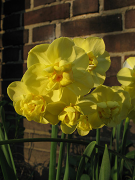 Narcissus Yellow Cheerfulness