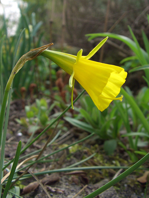 Narcissus bulbocidium conspicuus