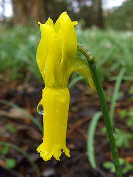 Narcissus cyclamineus